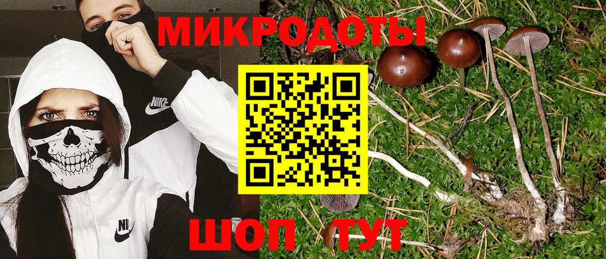 Галлюциногенные грибы Psilocybine cubensis  Астрахань 